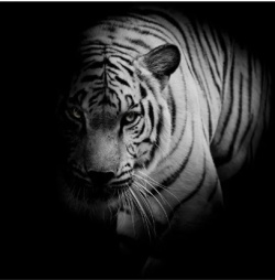 Karpier Home  Household